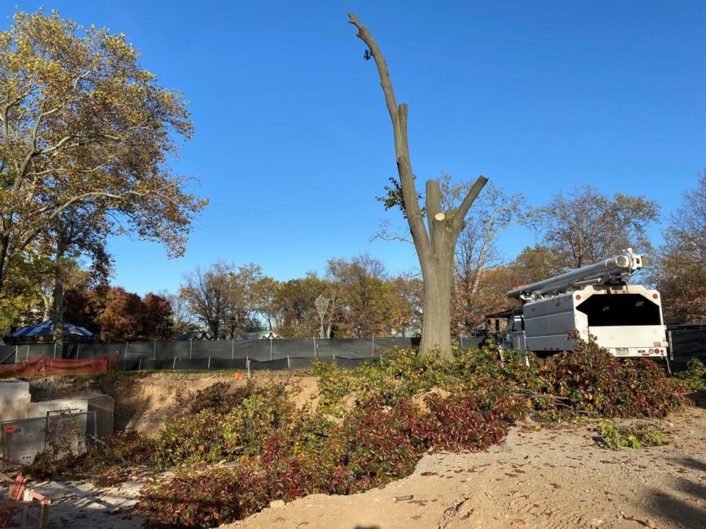 Due to observed safety concerns, a large tree within the project area has been cut down.